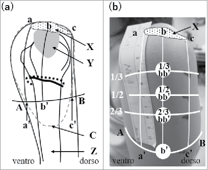 Figure 1. Anatomical structure of the left shoulder (a) and locations of 4 examined sites in a living body (b). A: The upper end of the anterior axillary line, B: the upper end of the posterior axillary line, a: the anterior edge of the mid-acromion lateral border, C: Deltoid tuberosity for attachment of the deltoid muscle, b: the midportion of the mid-acromion lateral border, c: the posterior edge of the mid-acromion lateral border, a’: the intersection between the perpendicular line drawn from the anterior edge of the mid-acromion lateral border and line AB, b’: the intersection between a perpendicular line drawn from the mid-acromion lateral border and line AB, c’: the intersection between the perpendicular line drawn from the posterior edge of the mid-acromion lateral border and line AB, X: acromion, Y: subdeltoid/subacromial brusa, Z: humerus, dotted circle: the deltoid muscle, dotted line: the posterior circumflex humeral artery (PCHA), black line below the PCHA: the axillary nerve. (b) One third, half, and two thirds of bb’ are marked on the skin. 1/3 bb’, 1/2 bb’, 2/3 bb’, and b’ are the sites examined in the present study.