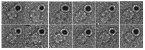 Figure 3. Negative stain EM analysis of S. elongatus KaiC in the presence of 5 nm Ni-NTA-Nanogold. Gallery of C-terminal His6-tagged KaiC particles bound to 5 nm Ni-NTA-gold. Side length of panels equals 240 Å.