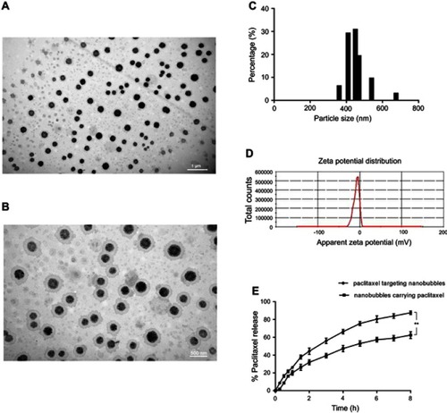 Figure 1 Electron microscopy image of paclitaxel targeting nanobubbles as detected by transmission electron microscopy. (A) Original magnification×3,000; (B) original magnification×6,000). (C) Particle size distribution of paclitaxel targeting nanobubbles as determined by laser particle size analysis. (D) Zeta potential of paclitaxel targeting nanobubbles. (E) In vitro paclitaxel release from paclitaxel targeting nanobubbles and nanobubbles carrying paclitaxel. **p<0.01.