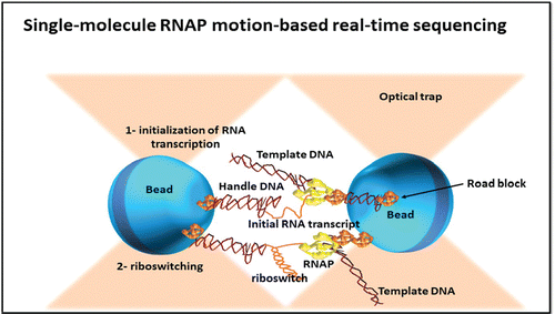 Figure 2. Schematic representation of single molecule RNAP motion based Real time sequencing process.