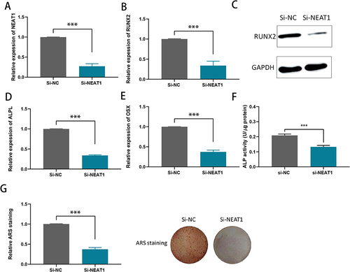 Figure 2 Knockdown of NEAT1 inhibits the mineralization ability of hBMSCs. (A) RT-qPCR analysis of the transfection efficiency of si-NEAT1 in hBMSCs. (B) RUNX2 mRNA levels were detected by RT-qPCR assay in hBMSCs after NEAT1 knockdown; (C) Relative protein levels of RUNX2 were examined by Western blotting assay in hBMSCs after NEAT1 knockdown; (D and E) ALPL and OSX mRNA levels were detected by RT-qPCR assay in hBMSCs after NEAT1knocdown; (F) ALP activity assays were conducted to measure the ALP activity upon the knockdown of NEAT1 in hBMSCs after osteogenic transduction; (G) ARS staining assays were performed on hBMSCs after osteogenic induction to examine the effect of mineralized bone matrix formation on ectopic NEAT1 expression. ***P < 0.001.