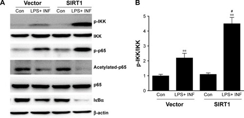 Figure 5 SIRT1 reinforced NF-κB pathway stimulation in macrophages.Notes: RAW 264.7 macrophages were transfected with SIRT1 or vector and were subsequently activated utilizing 100 ng/mL LPS and 20 ng/mL IFN-γ for 24 hours. Representative immunoblots (A) and quantitative assessment of phosphorylation level of IKK (B), p65 (C), and IκBα (D) in RAW 264.7 macrophages. Results are displayed as mean ± SEM. **P<0.01 vs corresponding control; #P<0.05 vs LPS+ INF-γ-treated vector groups.Abbreviations: LPS, lipopolysaccharide; IFN, interferon; IKK, IκB kinase; SEM, standard error of mean; Con, control.