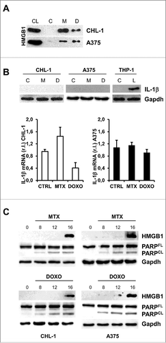 Figure 2. MTX or DOXO treatment favor HMGB1 release. (A) Wild-type (CHL-1) and oncogenic (A375) BRAF melanoma cell lines were treated with 1 μM MTX or 5 μM DOXO (24 h) and the presence of HMGB1 in growth medium was evaluated by means of western blotting analysis; cell lysate (CL) was used as positive control; (B) CHL-1 and A375 were treated 6 h as in A and IL-1β expression was evaluated by both western blot (THP-1 cells treated with LPS were used as positive control) and qRT-PCR; (C) CHL-1 (left) and A375 (right) were treated as in A for 8, 12 and 16 h and HMGB1 and PARP (full length, FL, and caspase-cleaved fragment, CL) were evaluated by western blotting; Gapdh was used as loading control in all reported experiments. (n = 3).