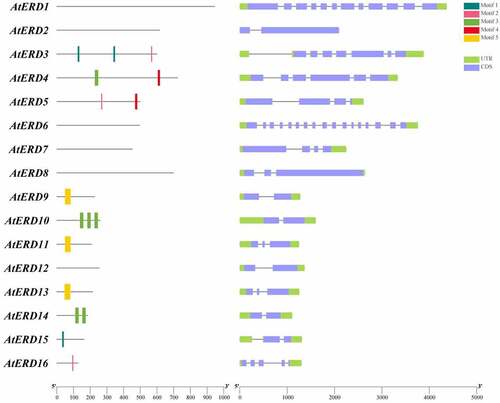 Figure 1. Conserved domain (left) and structure analysis (right) of 16 AtERD genes. The conserved domain and structure analysis are drawn with TBtools. Motif 3 is Dehyd domain and motif 5 is GST domain. Motif 1, motif 2 and motif 4 do not have consistent domains in the actual analysis.