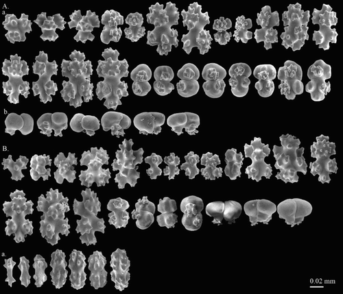 Figure 16. Pleurocorallium clavatum sp. nov. Holotype, USNM 1195223: (A) Cortical sclerites, (a) 6-radiates similar to the radiation warning symbol, (b) double clubs with smooth surface; (B) sclerites from autozooid, (a) rods in pharyngeal region.