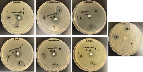 Figure 6 Growth inhibition images of target pathogenic microbes with (A) mPEGTH2-Ag NPs (1:1 ratio); (B) mPEGTH2-Ag NPs (2:1 ratio); (C) negative control DMSO alone.