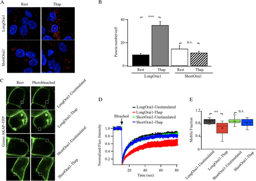 FIG 4 The long form of Orai1 interacts with AKAP79. (A) Proximity ligation assay shows close association between long Orai1 and AKAP79 after store depletion but not for short Orai1. (B) Aggregate data from experiments as in panel (A) are compared. Each bar is >30 cells. Data are mean ± SEM. (C) Images show AKAP79-YFP surface expression before and after photobleaching in cells expressing either long or short FLAG-tagged Orai1. (D) Kinetics of AKAP79-YFP FRAP before and after store depletion are compared between cells expressing long or short Orai1. Each trace is the mean of 9 to 13 cells. (E) The box plot compares mobile fraction for the conditions depicted. In all experiments, the Orai triple knock out HEK293 cell line was used. Long and short Orai1 were expressed at similar levels, as gauged by anti-FLAG staining.