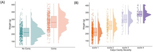 Figure 4. A, Distribution of individual fruit weights based on the presence or absence of calyx cavity ‘No cavity’ includes fruit scored as score 1; ‘Cavity’ includes fruit scored as scores 2, 3 and 4. B, Distribution of individual fruit weights based on the visual scale severity of the observed calyx cavity, where score 1 represents fruit without a cavity, and scores 2, 3 and 4 represent fruit with cavities of increasing size. The differences in mean weight between no cavity and cavity and each cavity score are statistically significant (p-value <0.001).