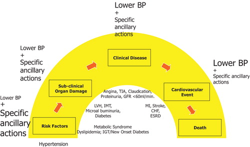 Figure 1 The cardiovascular continuum in hypertension and the relative preventive effect of blood pressure lowering and the ancillary actions of antihypertensive agents. In the therapeutic continuum, the size of the letters indicates the relative and changing importance of the various approaches at various stages of the cardiovascular disease continuum. IGT, impaired glucose tolerance; LVH, left ventricular hypertrophy; IMT, carotid intima‐media thickening; TIA, transient ischaemic attack; MI, myocardial infarction; CHF, congestive heart failure; ESRD, end‐stage renal disease. Adapted from references 2 and 3.