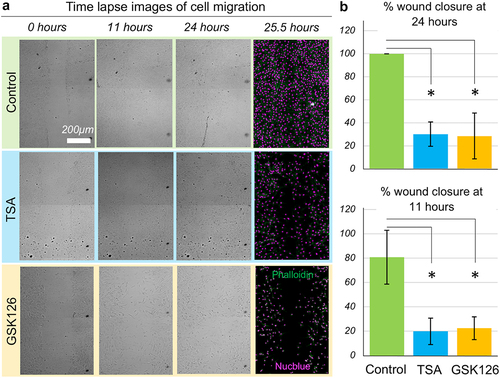 Figure 1. Wound closure is affected by the chromatin modification. (a) Scratch wound assay with NIH 3T3 cells show that they migrate to close the scratch completely by 24 hours which is impaired by the modification of the chromatin architecture and mechanics. Bright field images of live cells shown at 0 hour (right after the scratch), at 11 hours and at 24 hours timepoints. The 25.5 hour – timepoint image represents the same field of view after fixing and staining for the DNA and the F-actin. (b) Initial and final areas of the wound quantify the percent wound closure over time. Chromatin modifications drastically impair the wound closure efficiency. Data based upon > 10 samples per group. *p < 0.01.