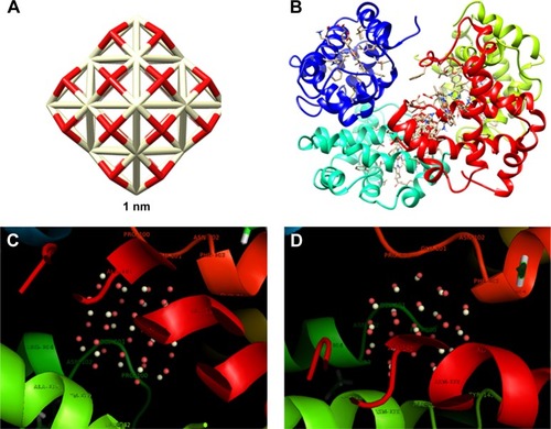 Figure 12 The CNP cluster with the size of 1 nm (A); docked site of interaction between CNPs and HHb (B); the CNPs with interacting residues (4 Å) in two rotational views (C and D).