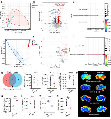 Figure 4. The difference of metabolites in serum and brain of APP/PS1 and WT mice.