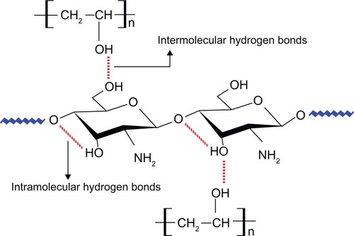 Figure 1 The schematic of intermolecular and intramolecular hydrogen bonds that occurred after blending PVA with chitosan.Abbreviation: PVA, polyvinyl alcohol.