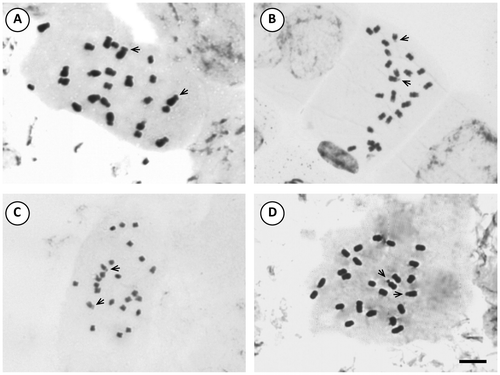 Figure 6. Photomicrographs of mitotic metaphases in Solanum species of Morelloid clade with 2n = 24. (A) S. sinuatirecurvum; (B) S. triflorum; (C) S. tripartitum; (D) S. zuloagae. Scale bar = 6 μm, all photomicrographs at the same scale. Arrows indicate satellites.