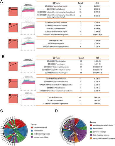 Figure 2 Co-expression patterns of genes regulated by SA on day 14 and 28. (A and B) The three most significant co-expression modules on day 14 (A) and day 28 (B) and their respective enriched GO terms. The profile number on the top left corner of each red box was assigned by STEM. The black lines in the red profile boxes depict the gene expression patterns in dose size order. The p-value of each profile is above the white profile box. Each line in the white box represents the expression pattern of a gene. Enriched GO terms for each module, the number of genes for the term, and the corresponding FDR (False discovery rate) are shown at the right. (C and D) Chord diagram of enriched GO terms and their genes in profile 40 on (C) day 14 and (D) day 28.