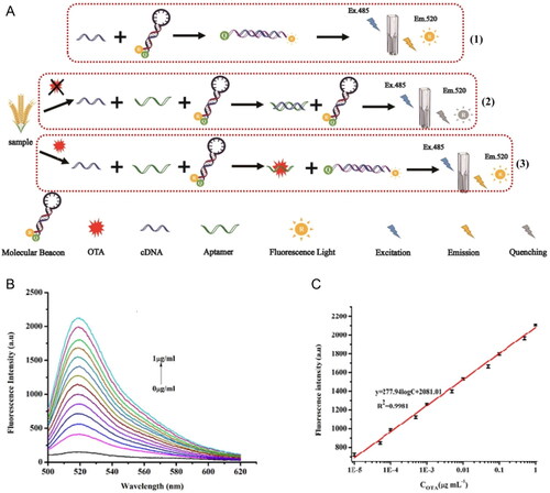 Figure 5. Schematic representation of the working mode of the competitive fluorescence assay based on free-complementary DNA at (a). The fluorescence intensity spectra at various concentrations of OTA at (b) and the linear relationship between the fluorescence intensity (520 nm) and OTA concentration among 10−5 and 1 µg mL−1 in (c). Reprinted with permission from Hitabatuma et al. (Citation2021). Copyright 2021 Elsevier.