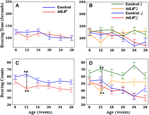 Figure 4 Time spent in rearing and rearing counts. (A and B) Comparison of time spent on rearing between hIL8+ and control mice, and hIL8+ and control mice of different sexes; (C and D) comparison of rearing counts between the 2 mouse types, and mice of different sexes. Values: mean ± 95% confidence intervals; **: p <0.01 when comparing values between different cohorts at a single age.