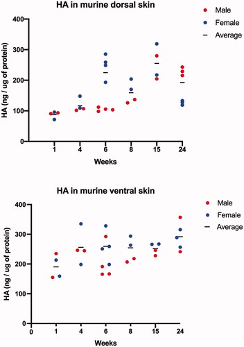 Figure 6. Analysis of baseline skin HA content at varying ages. (A) HA content in dorsal skin of mice, as measured with ELISA-like assay, is noted to progress with age, with dips in expression at 8 and 24 weeks of age, particularly in female mice. (B) Relatively constant level of HA is noted in murine ventral skin in both sexes. HA levels in each mouse skin are plotted, with red dots indicating male and blue dots indicating female mice. Black line represents average HA (ng/µg of protein) of both male and female mice. n = 30 mice (2–3 male and 2–3 female mice) per age group.