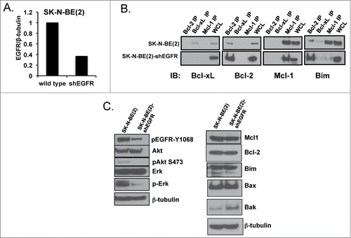 Figure 4. (A) Western analysis of EGFR protein expression with densitometry analyzed EGFR normalized to β-tubulin expression for SK-N-BE(2) wild type verses shEGFR-transfected cell lines. (B) Co-IP of pro-survival Bcl-2 proteins followed by immunoblot for pro-survival proteins and Bim, showing Bim moves from Mcl-1 over to the binding pocket of Bcl-2 following EGFR inhibition. (C) Western blot analysis for changes in Bcl-2 family and EGFR signaling proteins following EGFR knockdown in SK-N-BE(2)-shEGFR.