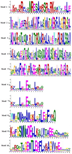 Figure 3. Sequence logos of transcription factors domains in celery.