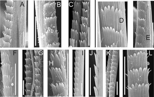 Figure 5. Middle parts spinose chaetae of arctic and north-boreal Nephtys. A,B, N. caeca; C,D, N. ciliata; E,F, N. longosetosa ; G,H, N. paradoxa ; I,J, N. pente; K,L, N. rickettsi. Scale bars: all 10 μm; SEM.