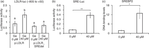 Fig. 2 SRE-dependent effects of genistein on LDLR promoter activity. Luciferase activities of pLDLR-luc (−805 to +50) and its corresponding SRE deletion construct (a) and pSRE-luc construct (b) upon the treatment of 40 µM genistein and DMSO (G0 µM) for 24 h. CHIP assay for binding of SREBP-2 to SRE regions of the human LDLR promoter region (c). The results are expressed as mean±SD of at least three independent experiments. Different letters (a–c) represent significant differences (p<0.05) for the comparison of all groups by ANOVA (a) or two groups by student's t-test (b and c). *p<0.05, **p<0.01.