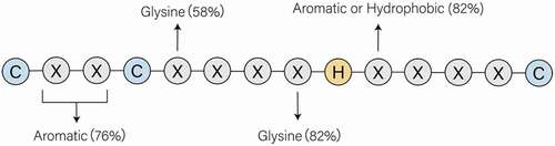 Figure 1. The CCHC/zinc-knuckle motif in the CCHC-type zinc finger proteins. C and H refers to cysteine and histidine, respectively. X is any amino acid, whereas there is still regularity to conform to. The conservatively substituted residues have been mentioned in the figure. That conserved array has high affinity to Zn+ and participates directly in nucleic acid recognition and binding, especially the single-stranded nucleic acids