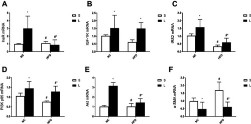 Figure 5 InsR, IGF-1R, IRS2, PI3K p85, Akt and α -SMA mRNA expression levels in mice after Liraglutide (L) or saline (S) treatment. Data were mean±SD (n=6 each group). p -values for the interactive effects of HFD and Liraglutide treatment on InsR, IGF-1R, IRS2, PI3K p85, Akt and α -SMA mRNA expression levels were 0.05, 0.338, 0.253, 0.53, 0.001 and 0.087, respectively. ie, InsR (A); IGF-1R (B); IRS2 (C); PI3K p85 (D); Akt (E); α -SMA (F). *p<0.05 for the comparison of the saline and Liraglutide groups; #p<0.05 for the comparison of NC and HFD groups.