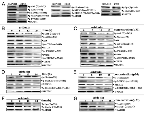 Figure 3. Oridonin inhibited constitutively activation of growth-signaling pathway in SUP-B15 cells. Western blot analysis with indicated anti-phosphotyrosine, phosphoserine and phosphothreonine antibodies showed Akt/mTOR and RAF/MEK/ERK signaling pathway, Abl, STAT5 and LYN protein kinase were constitutively active in SUP-B15 cells, compared with the expression in K562 cells (A). The cells were incubated with 7.5 μM oridonin for 6, 12, 24 h or with 5, 10, 15 μM doses of oridonin for 24 h. Cells were then harvested and total proteins were extracted. Equal amounts of protein from each sample were separated on SDS-PAGE and immunoblotted with indicated antibodies, GAPDH was used as a loading control. Oridonin inhibited constitutively activation of Abl, Akt/mTOR (B and C), Raf/MEK/ERK (D and E) and STAT5,LYN (F and G) signaling pathway in time- and dose-dependent manner. The results shown were representative of two independent experiments.