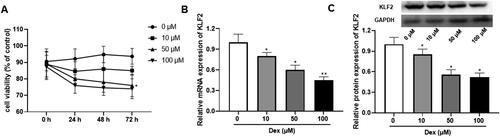 Figure 1. Dex at different concentrations inhibited the expression of KLF2 in GPCs. The isolated GPCs were treated with dexamethasone (Dex, 0, 10, 50, 100 μM) for 72 h. (A) The cell viability of rat GPCs treated with different doses of Dex. (B) The mRNA expression of KLF2 in chondrocytes after treated with different doses of Dex. (C) The protein expression of KLF2 in chondrocytes after treated with different doses of Dex. “*” means compared with 0 μM group p < 0.05. GAPDH was used as an invariant internal control for calculating protein-fold changes.