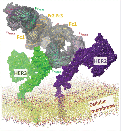 Figure 5. CODV-Ig format is compatible with concomitant binding of large antigens at cellular surfaces and may inhibit signaling competent receptor dimerization. The models of CODV-IgHER2 x HER3/HER2/HER3 integrate the Fv domains of a “tryptophan-rich antibody” targeting HER2 and of antibody DL11 directed against HER3 and EGFR, as well as the N-terminal extracellular domains and the transmembrane helices of HER2 and HER3. The bispecific antibody is depicted by a ribbon diagram colored in magenta, green, orange, and blue for FvHER2, FvHER3, Fc regions, and linkers, respectively, and its solvent-accessible surface in transparent dark gray. Dark and light shades of the ribbon diagram differentiate heavy and light chains. HER2 and HER3 are depicted by solvent accessible surfaces in dark violet and green, respectively. The lipid bilayer modeled as 1-palmitoyl-2-oleoylphosphatidylcholine (POPC) is shown by an all-atom representation that excludes hydrogen atoms while indicating carbon, oxygen, nitrogen, and phosphor atoms in yellow, red, blue, and violet, respectively.