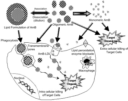 Figure 2 Several pathways by which the lipid formulations of AmB may reach mammalian cells.
