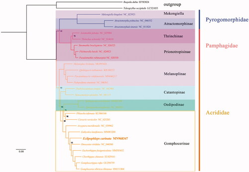 Figure 1. Phylogenetic tree obtained from maximum-likelihood (ML) analysis based on PCGs of 28 species. The best‐fit evolutionary model is GTR + F+G4.