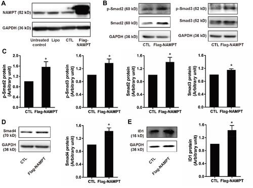 Figure 3 NAMPT overexpression activated the TGF-β signaling pathway and up-regulates ID1 in HCT116 cells. (A) Western blot analysis showed NAMPT overexpression in cells transfected with a plasmid for 72 h. (B) Western blot analysis showed the expression status of the components in the TGF-β signaling (p-Smad2, p-Smad3, Smad2, Smad3. (C) Semi-quantitative analysis of the relative optical density of protein expression in B (n=3). (D) The effect of NAMPT overexpression on Smad4 was detected by Western blot and semi-quantitatively analyzed. (E) ID1 protein expression was detected by Western blot and the relative optical density of protein bands was quantitatively analyzed in cells transfected with a plasmid for 72 h. Data were presented as mean±SEM. Lipo, control cells treated with Lipo8000™ transfection reagent; CTL, cells transfected with empty vector control plasmid; Flag-NAMPT, cells transfected with FLAG-tagged plasmid carrying NAMPT cDNA. *P < 0.05 compared to vector.