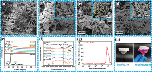 Figure 2. A) SEM image of origin fibers; b-d) SEM images of CR-0.0%-PVA, CR-0.7%-PVA and CR-1.0%-PVA, respectively; e-f) XRD patterns and FTIR spectra of origin fibers, CR-0.0%-PVA and CR-0.7%-PVA, respectively; g) Pore size distribution of CR-0.7%-PVA; h) Optical photograph of CR-0.7%-PVA.