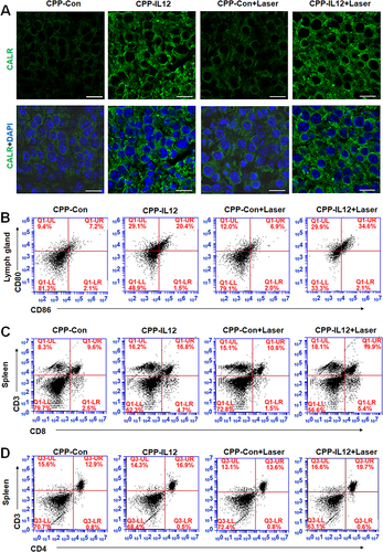 Figure 4 CPP-IL-12 promoted systemic antitumor immunity. (A) Analyzing CALR expression in tissues by immunofluorescence. Green color, CALR expression. Scale bars=20 μm. (B) CPP-IL-12 increased CD80+/CD86+ expression of DC in lymph glands. (C) CPP-IL-12 increased the number of CD3+/CD8+T cells from spleen. (D) CPP-IL-12 increased the number of CD3+/CD4+T cells from spleen.