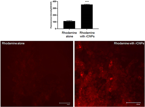 Figure 10 Cellular uptake and internalization of rCNPs into Hep3B cells (*** p >0.001).