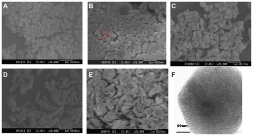 Figure 1 Scanning electron microscopic images of ordered mesoporous silica synthesized with different concentrations of cetyltrimethyl ammonium bromide (w/w). (A) 0.5%, (B) 0.8%, (C) 1.0%, (D) 1.5%, and (E) 3%; and (F) transmission electron microscopic image of ordered mesoporous silica with 0.8% cetyltrimethyl ammonium bromide.