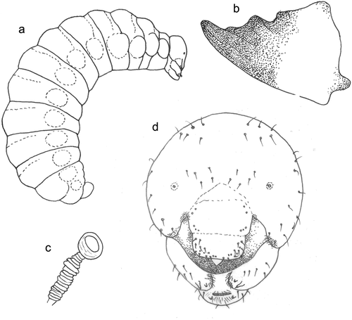 Figure 5. Larva of Lindenius albilabris. (a) Body, lateral view; (b) mandible, frontal view; (c) spiracle; (d) head, frontal view.