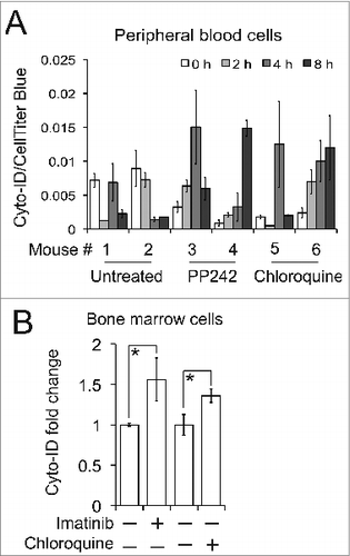 Figure 10. Detection of autophagy in mice. (A) PP242 or chloroquine-mediated autophagy in mouse primary peripheral blood cells. Mice were treated with PP242 (60 mg/kg/d, IP) or chloroquine (50 mg/kg/d, IP). (B) Imatinib or chloroquine-affected autophagy in primary bone marrow cells isolated from the mice with BCR-ABL-driven leukemia. Leukemic mice were treated with either imatinib (100 mg/kg/d) or chloroquine (50 mg/kg/every other day) by gavage. There are 3 or 4 mice per treatment group and error bars depict means ± s.d.; * P < 0.05.