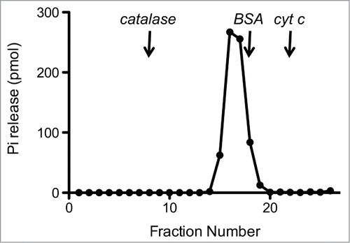 Figure 3. Sedimentation analysis of CshA.Recombinant CshA was sedimented in a glycerol gradient as described under “Materials and Methods.” Aliquots (2 μl) of the glycerol gradient fractions were assayed for ATPase activity. The ATPase activity profile is shown. The fractions corresponding to the peaks of the internal markers catalase, BSA, and cytochrome c are indicated by vertical arrows.