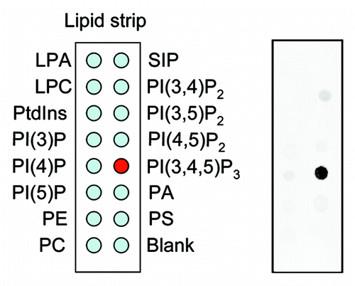 Figure 1. Lipid dot blot assay. Whole cell lysates were prepared from Dictyostelium cells expressing myosin IE fused to green fluorescent protein and incubated with nitrocellulose membranes carrying different phosphatidylinositols (Echelon). Lipid–protein interactions were detected with anti-GFP antibodies.