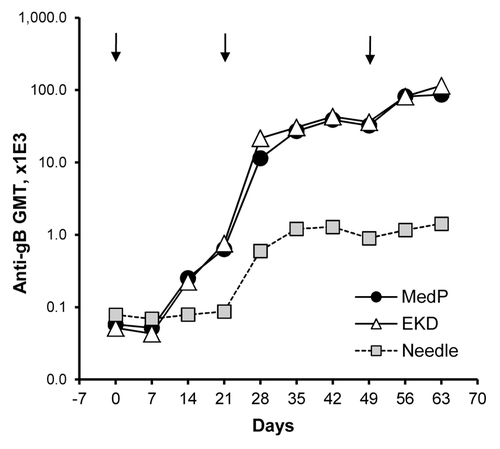 Figure 3. Time courses of antibody responses in rabbits receiving electroporation-assisted vaccination with PBS-formulated vaccine. On Day 0, 21 and 49 (arrows), rabbits (n = 6–12 per group) received a single IM injection of 500 µg of VR-6365 in 0.5 mL PBS administered with needle and syringe. After injections, muscles were electroporated using either a constant-voltage (MedPulser® DNA Delivery System, MedP) or a constant-current (Electrokinetic Device, EKD) device. Vaccine in the control group was administered without electroporation (Needle). Temporal changes in gB-specific antibody responses were analyzed using commercial ELISA plates pre-coated with CMV antigens, and geometric mean titers (GMT) for each group are shown.