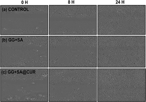 Figure 10. Illustrations of fibroblast cells moving into a scratch area at 0, 8 and 24 hours for (a) control sample and in the presence of (b) GG+SA, (c) GG + SA@CUR thin films.