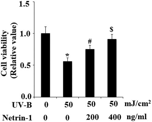 Figure 6. The UNC5b agonist netrin-1 prevented ultraviolet-B (UV-B) exposure-induced reduced cell viability. ESCs were preincubated with netrin-1 (200, 400 ng/ml) for 12 h, followed by treatment with UV-B at 50 mJ/cm2 for 8 h. Cell viability was determined by MTT assay (ANOVA:*, #, $, p < .001 vs previous column group, n = 5).
