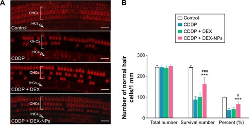 Figure 8 DEX-NPs alleviate cisplatin-induced damage on cochlear hair cells.Notes: (A) Rhodamine phalloidin staining of the 60% portion from the apex of Corti. Severe damage to the OHCs was observed in the CDDP- and CDDP + DEX-treated animals, which were compared to CDDP + DEX-NPs. Scale bar, 40 μm. (B) Numbers and the percent survival of OHCs in 1 mm length about 60% from the apex of each cochlea (n=6). Total number=Survival number+Absent number.(1) ***P<0.001 versus the CDDP group. #P<0.05, ###P<0.001 versus the CDDP + DEX group. Quantitative analyses showed that the DEX-NP treatment exhibited significant differences in the number and percentage of OHCs.Abbreviations: OHCs, outer hair cells; IHCs, inner hair cells; CDDP, cis-diamminedichloroplatinumII; DEX, dexamethasone; DEX-NPs, dexamethasone-loaded polyethylene glycol-coated polylactic acid stealth nanoparticles; n, number.