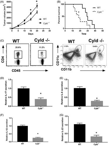 Figure 1. CYLD knockout suppressed the progression of lung adenocarcinoma. (A) The tumour growth in WT mice and CYLD−/− mice. (B) The survival rate of WT mice and CYLD−/− mice with tumour volume reached ∼3 cm3. (C) The CD4+ T cell and DCs infiltration in lung adenocarcinoma. The secretion of IL-17, (D) IL-6, (E) IL-1β, (F) IL-23 and (G) in lung adenocarcinoma. *p < .01 vs WT mice.