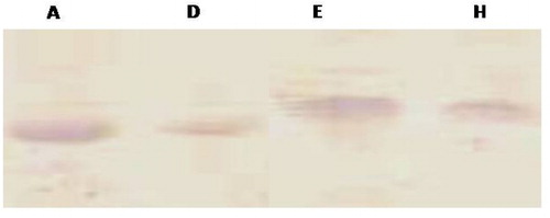 Figure 5. Analysis of expression level of coat protein in transformed lines A, D, E and H.