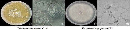 Figure 1. Macroscopic and microscopic characteristics of T. reesei C2A (a and b) and F. oxysporum F1 (c and d) in PDA, plates were incubated at 28°C for 7 days
