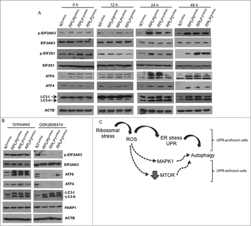 Figure 11. UPR- and autophagy-related proteins during ROS accumulation in MCF-7 cells with downregulated RPLP proteins. (A) MCF-7 cells were transduced with the indicated siRNAs (treated as in Fig. 10) and analyzed for the expression of p-EIF2AK3, p-EIF2S1, ATF4, ATF6, and LC3-II conversion. (B) Effect of EIF2AK3 inhibition by treatment with EIF2AK3 inhibitor GSK2606414 (10 μM) on p-EIF2AK3, ATF4, ATF6, LC3, and PARP1 proteins. ACTB was used as a loading control. (C) Proposed model for autophagy activation in stress-related conditions due to RPLP protein deficiency. Black arrows represent the preferred option used by ROS to activate autophagy. In a UPR-defective context, other pathways might operate alternatively to stimulate survival by autophagy (dashed arrows).